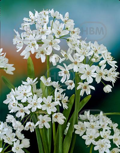 Small Flowering Cowanii
