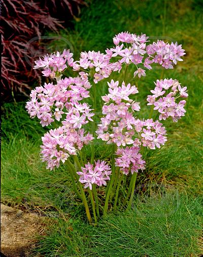 Small Flowering Roseum