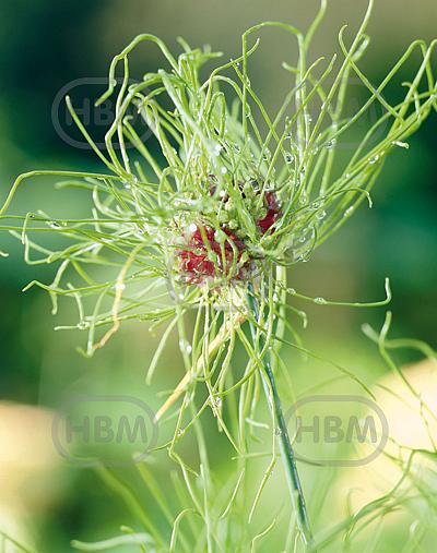 Small Flowering Hair