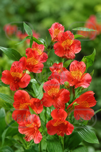 Aurea Orange King