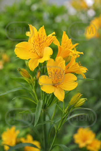Lutea