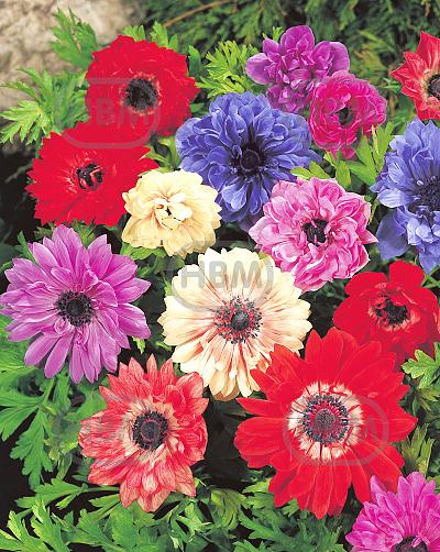 coronaria St. Brigid