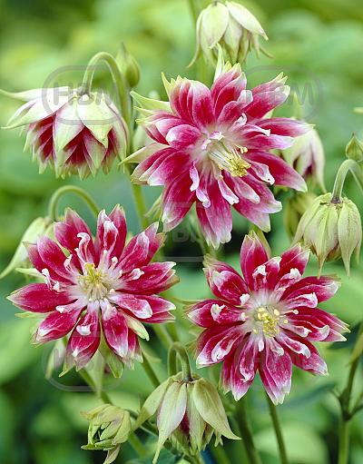 Vulgaris Nora Barlow