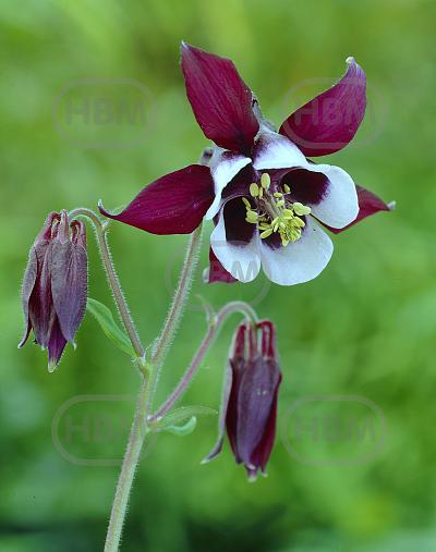 Vulgaris William Guiness