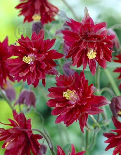 Double  Red
