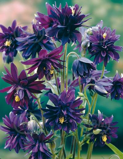Double  Purple