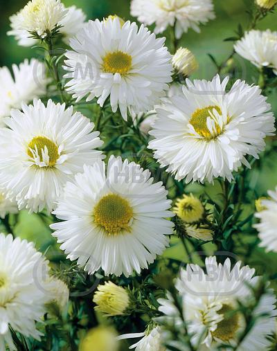 Novi-Belgii White