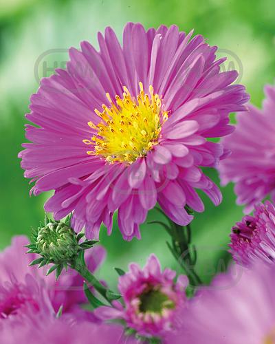 Novi-Belgii Pink