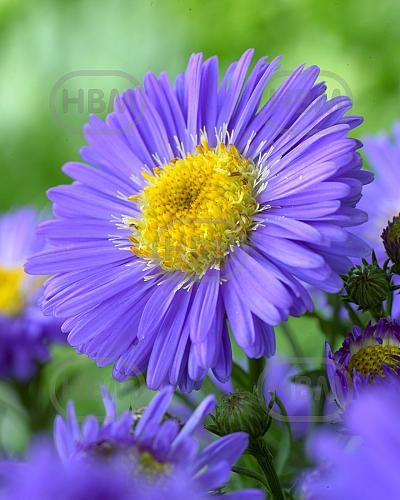 Novi-Belgii Blue
