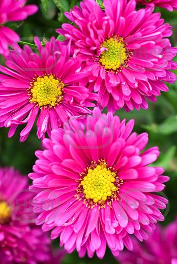 Novi-Belgii Dark Pink