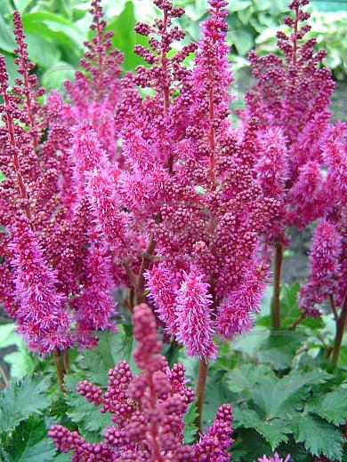Arendsii Purple Rain