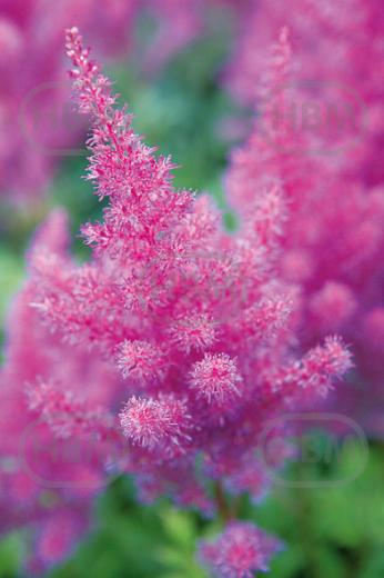 Arendsii Gloria Purpurea