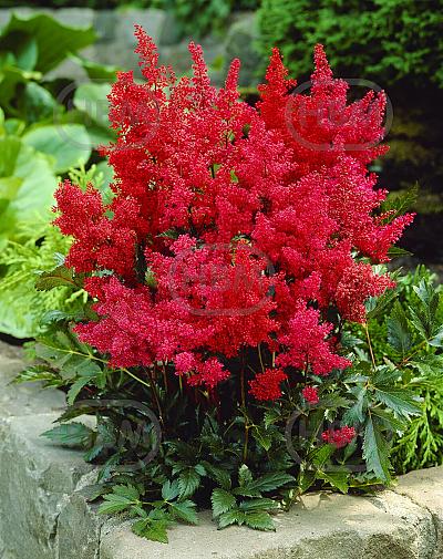 Arendsii Red