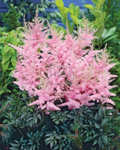 Arendsii Pink