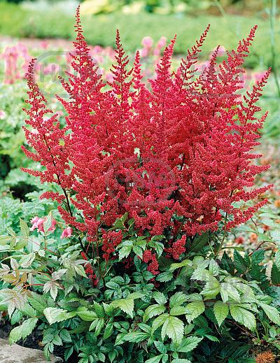 Japonica  Vesuvius