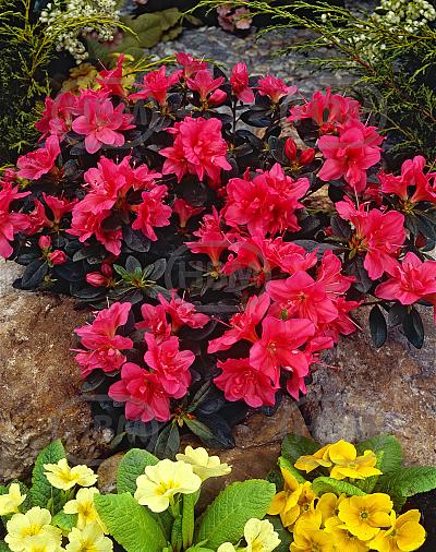 japonica Red