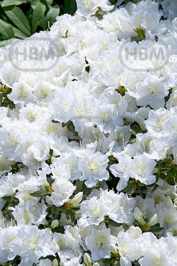 japonica White