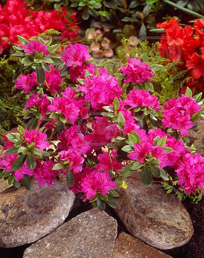 japonica Pink