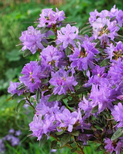 japonica Blue