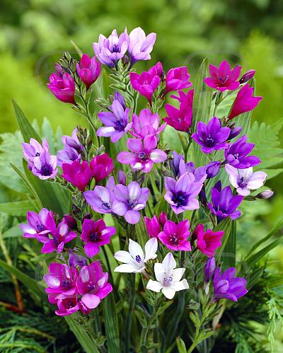 Stricta