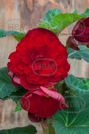 Double Double Dark Red