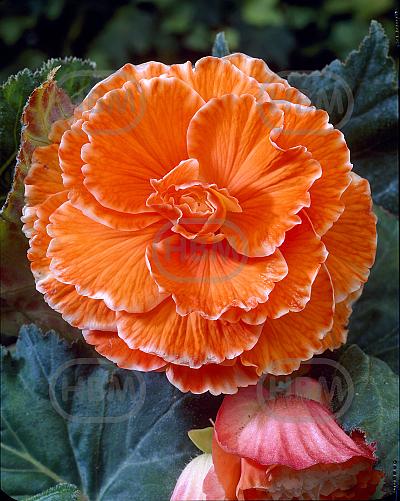 Picotee Lace Orange