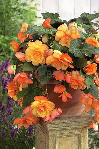 Picotee Cascade Sunray