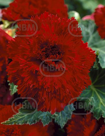 Fimbriata Dark Red