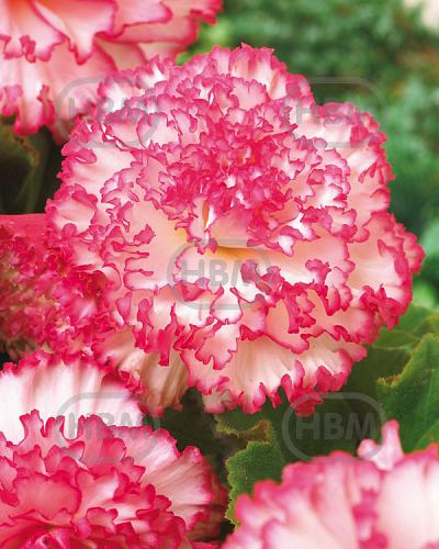 Large-flowered Double Wummi Marmorata