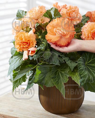 Amerihybrid Ruffled Apricot