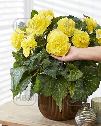 Amerihybrid Ruffled Yellow