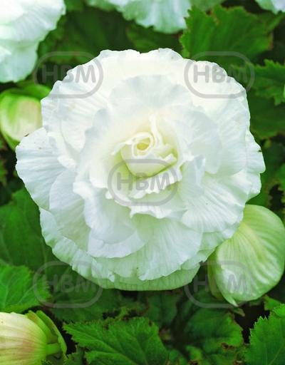 Double White