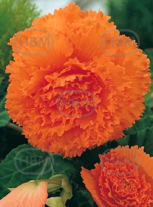 Fimbriata Orange