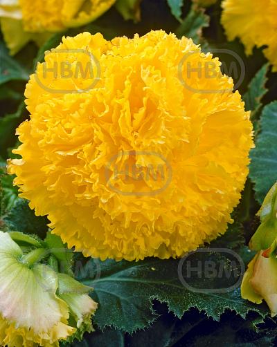 Fimbriata Yellow