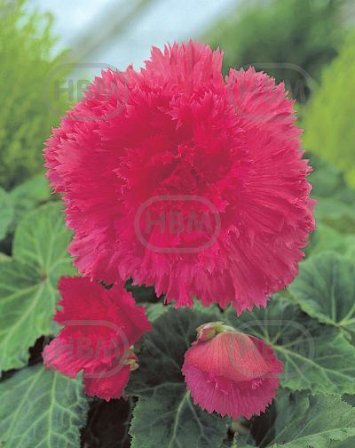 Fimbriata Pink