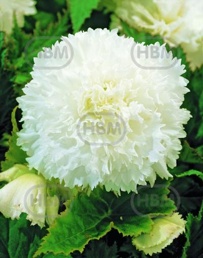 Fimbriata White