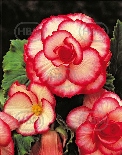 Bicolor Crispa Marginata White/Red