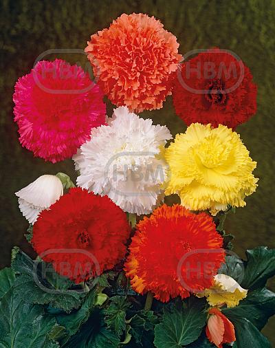 Fimbriata Mix