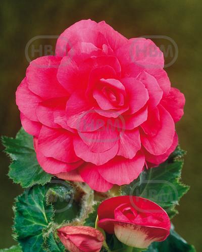 Double Pink