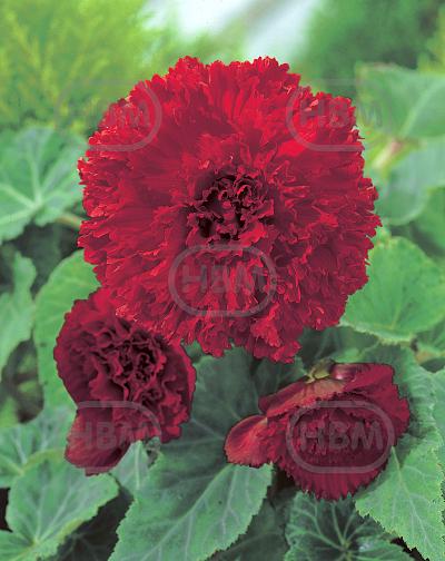 Fimbriata Red