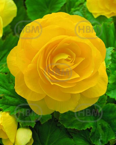Double Yellow