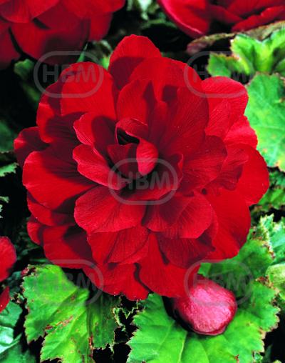 Double Red