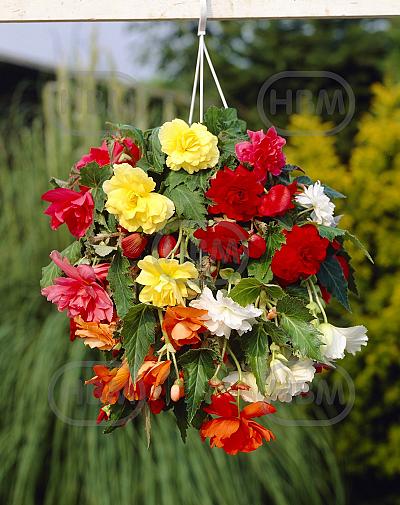 Pendula Mix
