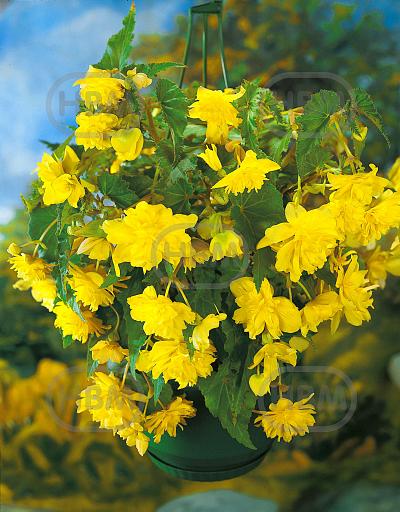 Pendula Yellow