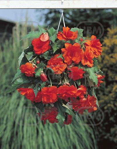 Pendula Orange