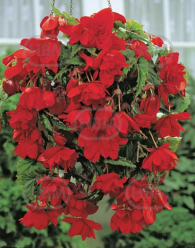 Pendula Red