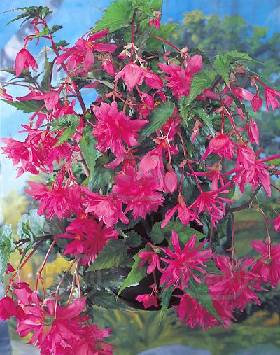Pendula Pink