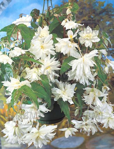 Pendula White