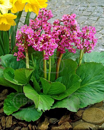 Cordifolia