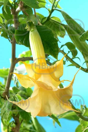 Double Angel's Yellow